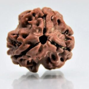 3 Mukhi Rudraksha - Teen Mukhi