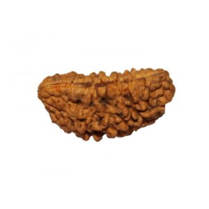 1 Mukhi Rudraksha - Ek Mukhi