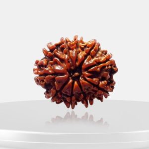10 Mukhi Rudraksha - Das Mukhi