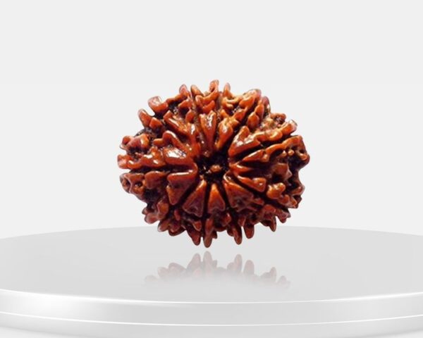 10 Mukhi Rudraksha - Das Mukhi