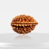 2 Mukhi Rudraksha - Do Mukhi