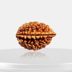 2 Mukhi Rudraksha - Do Mukhi