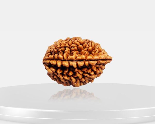 2 Mukhi Rudraksha - Do Mukhi