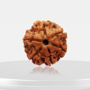 3 Mukhi Rudraksha - Teen Mukhi