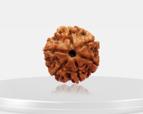 3 Mukhi Rudraksha - Teen Mukhi