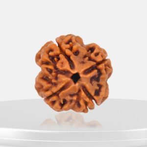 4 Mukhi Rudraksha - Chaar Mukhi