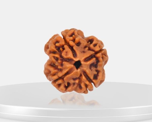 4 Mukhi Rudraksha - Chaar Mukhi