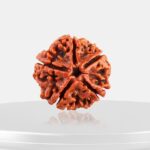 5 Mukhi Rudraksha