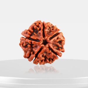 5 Mukhi Rudraksha