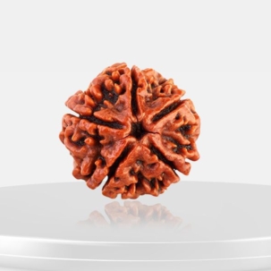 5 Mukhi Rudraksha
