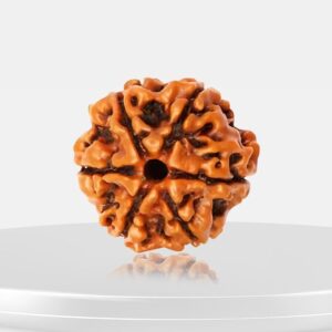 6 Mukhi Rudraksha - Chhey Mukhi