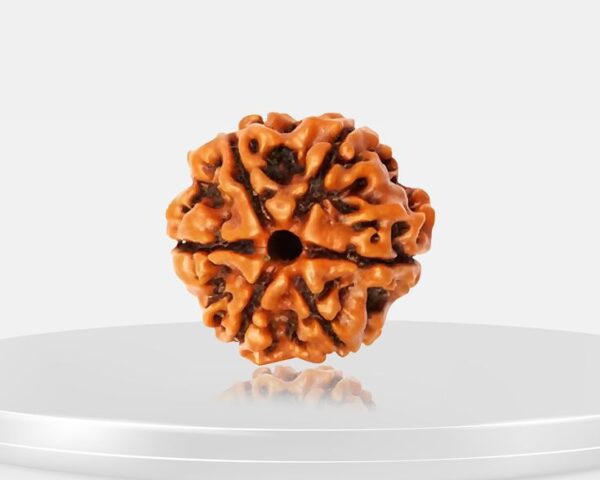 8 Mukhi Rudraksha - Aath Mukhi