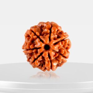 7 Mukhi Rudraksha - Saat Mukhi