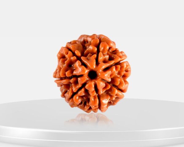 7 Mukhi Rudraksha - Saat Mukhi
