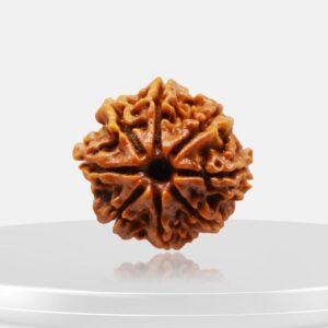 8 Mukhi Rudraksha - Aath Mukhi