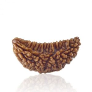 1 Mukhi Rudraksha - Ek Mukhi
