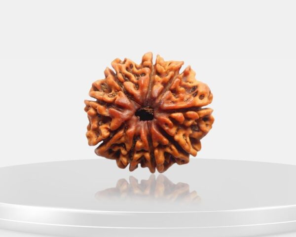 9 Mukhi Rudraksha - Nau Mukhi